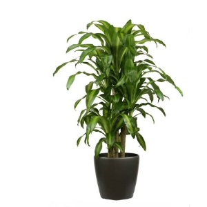 Indoor Plant Hire Sale